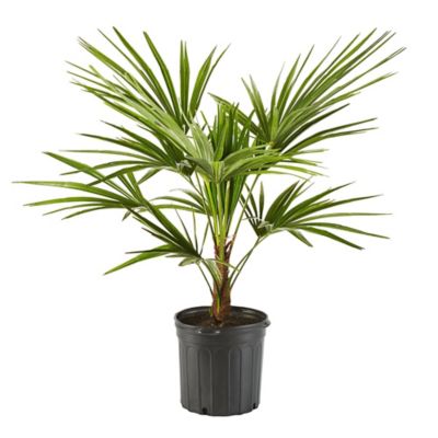 Palm Windmill Plant, 10 in.