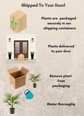 Image showing  Palm Windmill Plant, 10 in.