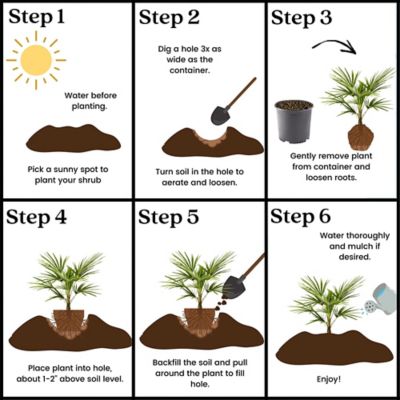 Image showing 5 th Palm Windmill Plant, 10 in.