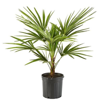 Palm Windmill Plant, 14 in.