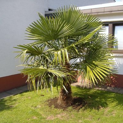 Image showing Palm Windmill Plant, 14 in.
