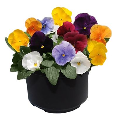 3 qt. Clear Mix Pansy Annual Plant