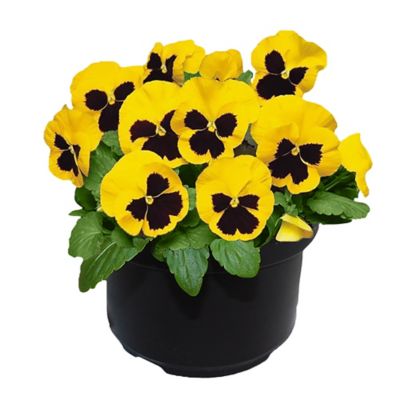 3 qt. Yellow Pansy Blotch Mix Annual Plant