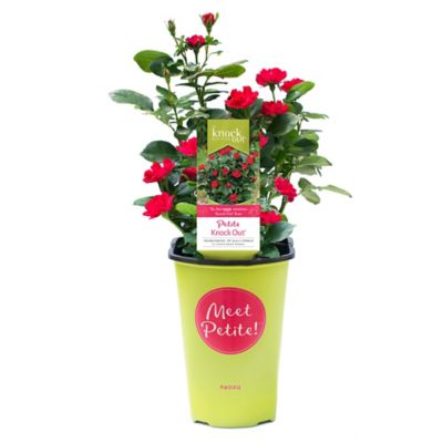 2 qt. Potted Petite Rose Plant