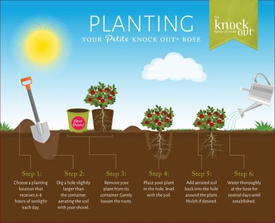 Image showing 7 th 2 qt. Potted Petite Rose Plant