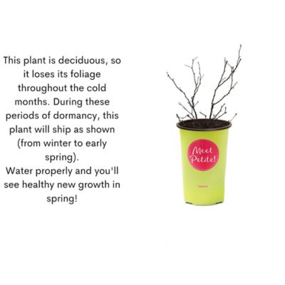 Image showing 9 th 2 qt. Potted Petite Rose Plant