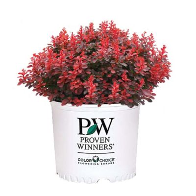 Proven Winners 2 gal. Potted Maroon Sunjoy Mini Barberry Shrub