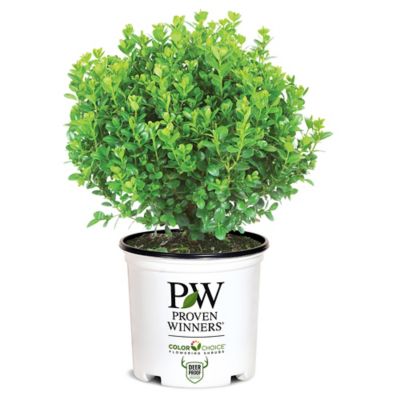 Proven Winners 2 gal. Sprinter Boxwood Shrub