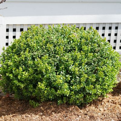 Image showing  2 gal. Potted Sprinter Boxwood Shrub