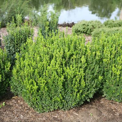 Image showing  2 gal. Potted Sprinter Boxwood Shrub