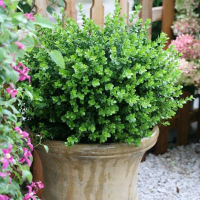 Image showing  2 gal. Potted Sprinter Boxwood Shrub