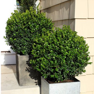 Image showing  2 gal. Potted Sprinter Boxwood Shrub