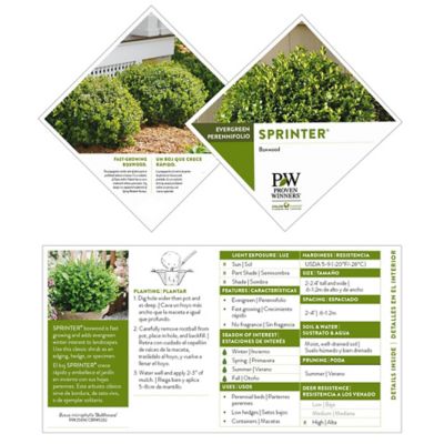 Image showing 5 th Proven Winners 2 gal. Potted Sprinter Boxwood Shrub