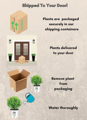 Image showing 7 th Proven Winners 2 gal. Potted Sprinter Boxwood Shrub