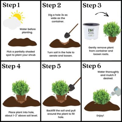 Image showing 8 th Proven Winners 2 gal. Potted Sprinter Boxwood Shrub