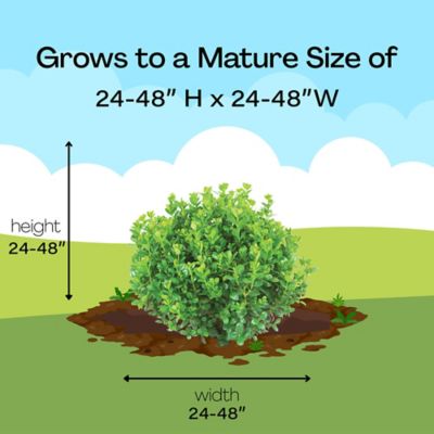 Image showing 9 th Proven Winners 2 gal. Potted Sprinter Boxwood Shrub