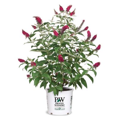 Proven Winners 2 gal. Potted Miss Molly Buddleia Shrub