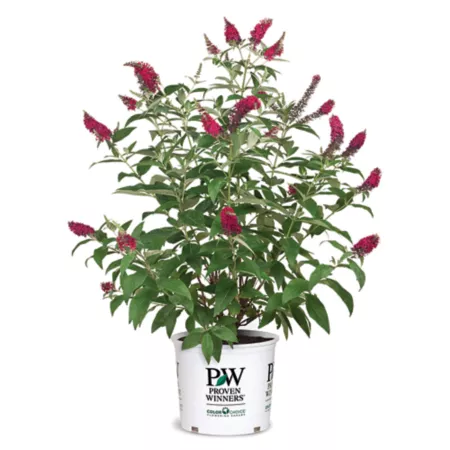 Proven Winners 2 gal Miss Molly Buddleia Shrub in Pot Bushes