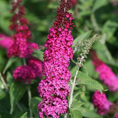 Image showing  2 gal. Potted Miss Molly Buddleia Shrub