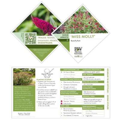 Image showing  2 gal. Potted Miss Molly Buddleia Shrub