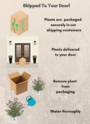 Image showing 6 th Proven Winners 2 gal. Potted Red Miss Molly Buddleia Shrub Bush