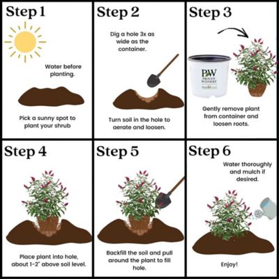 Image showing 7 th Proven Winners 2 gal. Potted Red Miss Molly Buddleia Shrub Bush
