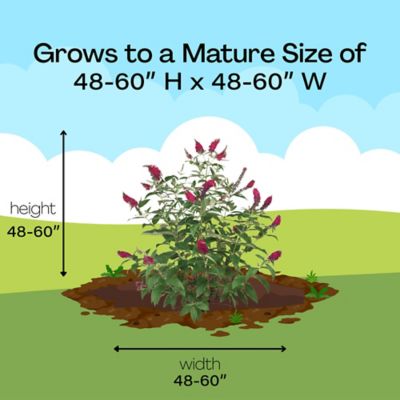 Image showing 8 th Proven Winners 2 gal. Potted Red Miss Molly Buddleia Shrub Bush