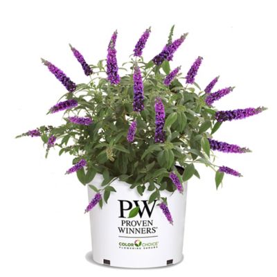 Proven Winners 2 gal. Miss Violet Buddleia Shrub