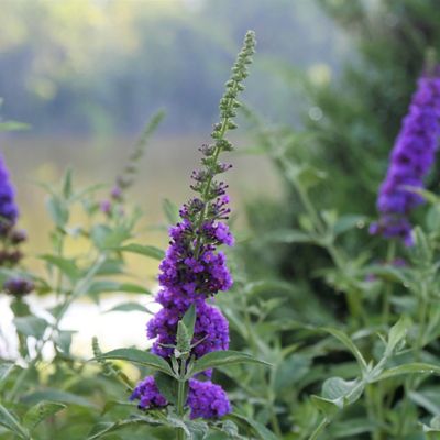 Image showing  2 gal. Potted Miss Violet Buddleia Shrub