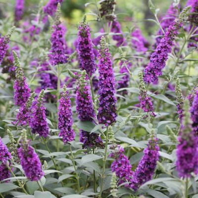 Image showing  2 gal. Potted Miss Violet Buddleia Shrub