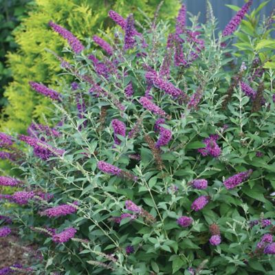 Image showing  2 gal. Potted Miss Violet Buddleia Shrub