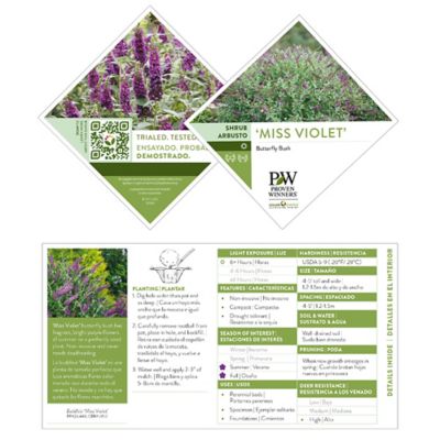 Image showing 5 th Proven Winners 2 gal. Potted Miss Violet Buddleia Shrub