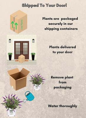 Image showing 7 th Proven Winners 2 gal. Potted Miss Violet Buddleia Shrub