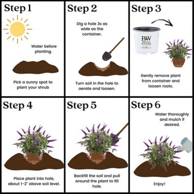 Image showing 8 th Proven Winners 2 gal. Potted Miss Violet Buddleia Shrub