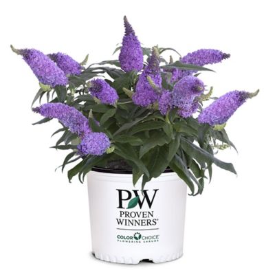 Proven Winners 2 gal. Potted Amethyst Pugster Buddleia Shrub