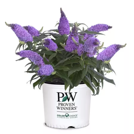 Proven Winners 2 gal Buddleia amethyst Pugster shrub in pot Bushes