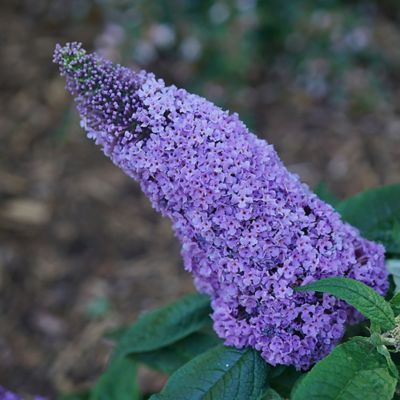 Image showing  2 gal. Potted Amethyst Pugster Buddleia Shrub
