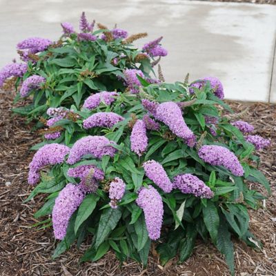 Image showing  2 gal. Potted Amethyst Pugster Buddleia Shrub