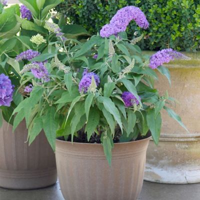 Image showing  2 gal. Potted Amethyst Pugster Buddleia Shrub
