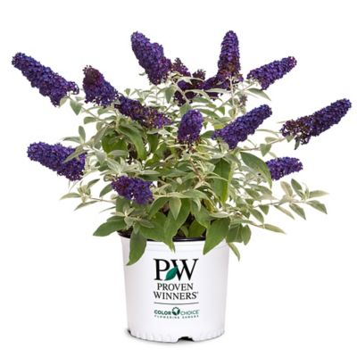 Proven Winners 2 gal. Pugster Blue Buddleia Shrub