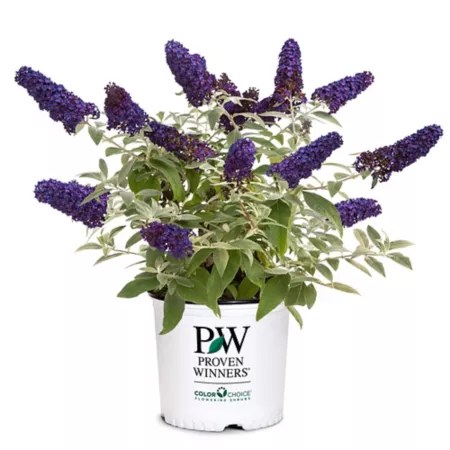 Proven Winners 2 gal Blue Buddleia Pugster shrub in pot Bushes