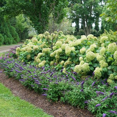 Image showing  2 gal. Potted Blue Pugster Buddleia Shrub