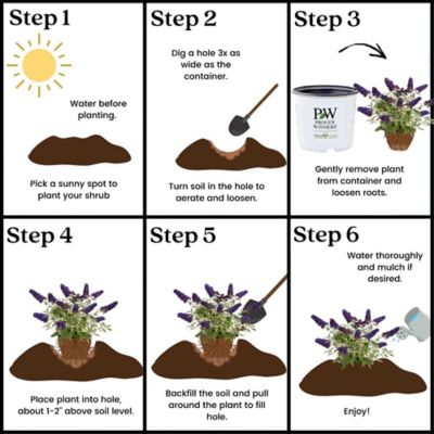 Image showing 7 th Proven Winners 2 gal. Potted Blue Pugster Buddleia Shrub