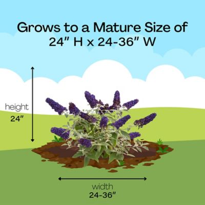 Image showing 8 th Proven Winners 2 gal. Potted Blue Pugster Buddleia Shrub