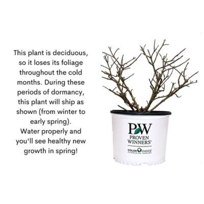 Image showing 9 th Proven Winners 2 gal. Potted Blue Pugster Buddleia Shrub