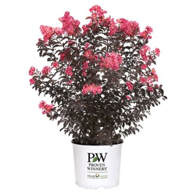 Proven Winners 2 gal. Center Stage Coral Crape Myrtle Shrub