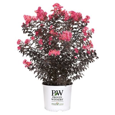 Image showing  2 gal. Potted Coral Center Stage Crape Myrtle Shrub Bush