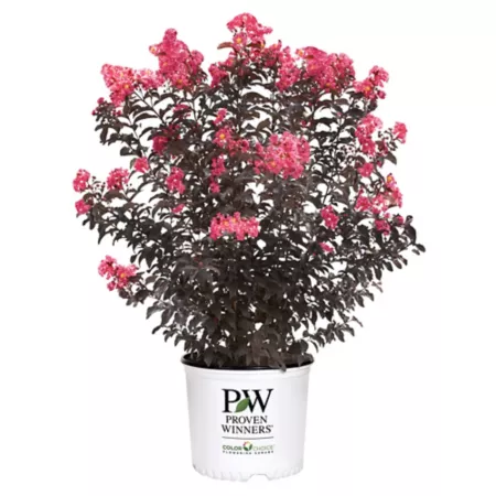 Proven Winners 2 gal Potted Coral Crepe Myrtle Shrub in Center Stage Bushes