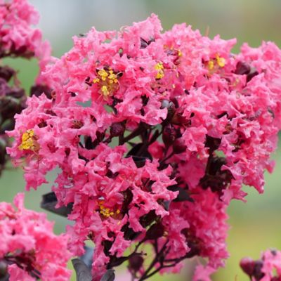 Image showing  2 gal. Potted Coral Center Stage Crape Myrtle Shrub Bush