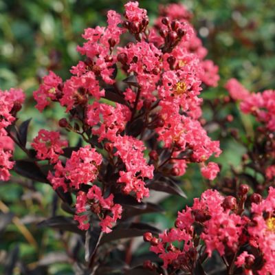 Image showing  2 gal. Potted Coral Center Stage Crape Myrtle Shrub Bush